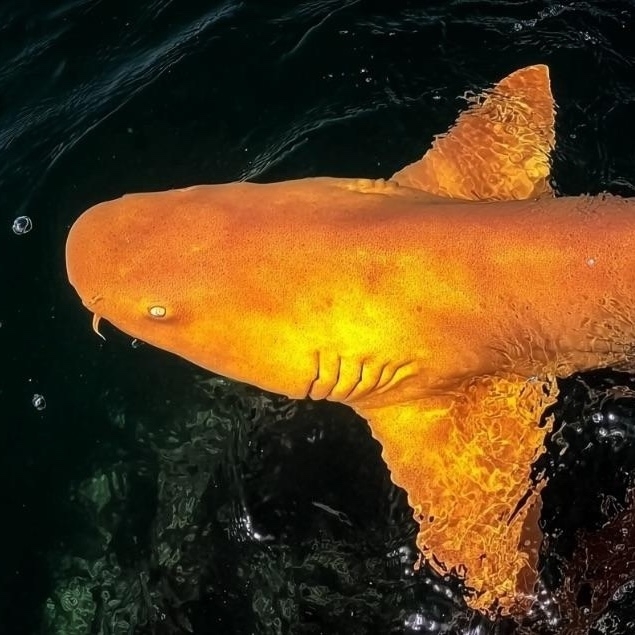 Первая в мире оранжевая акула
У берегов Коста-Рики пой...