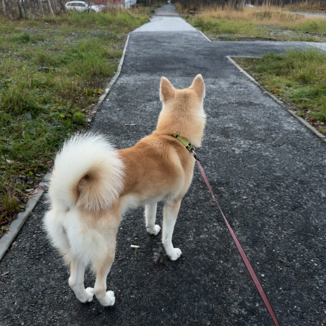 Дата: 25.10
В районе дома  Ленина 60 убежала собака. Убежа...