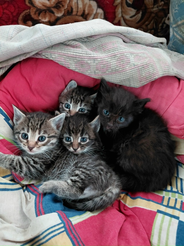 Пожалуйста помогите найти дом котятам! 2 мальчика и 2 де...