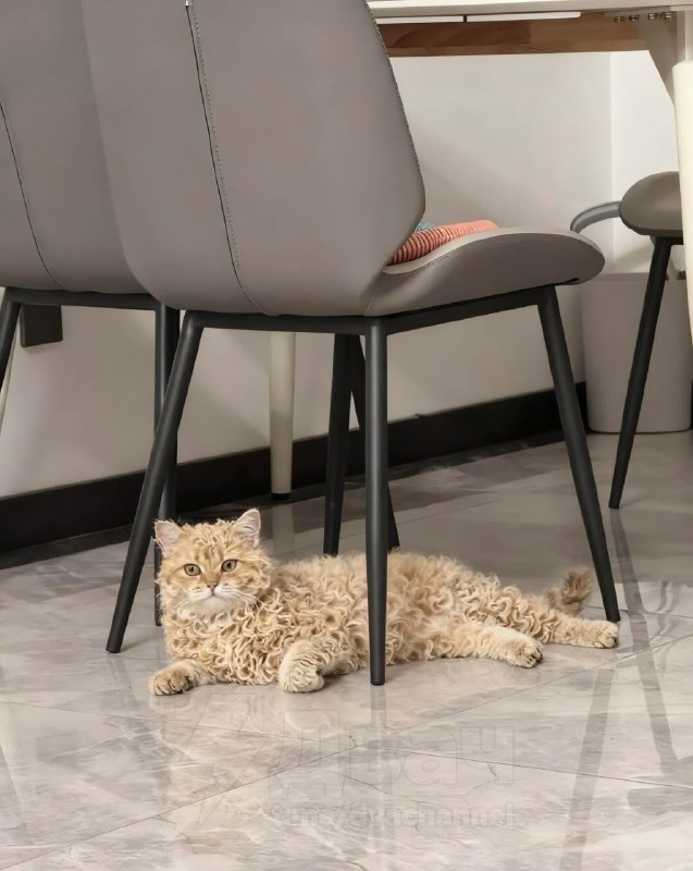 Новая звезда соцсетей — кошка породы селкирк-рекс с идеально завитыми кудряшками
😶😶😶😶😶😶😶😶