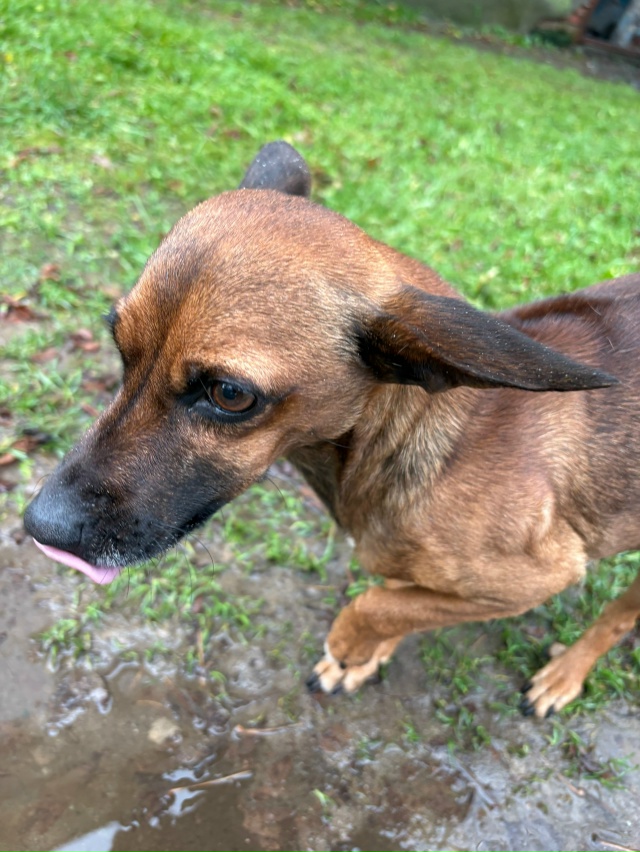 Кто выкинул собаку бегает на улице с лета забегает в по...