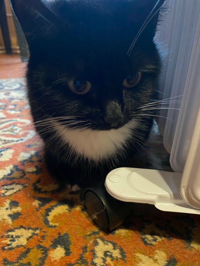 ( анонимно пожалуйста)
Добрый день! ☀
🐈🐈‍⬛ с насту?...