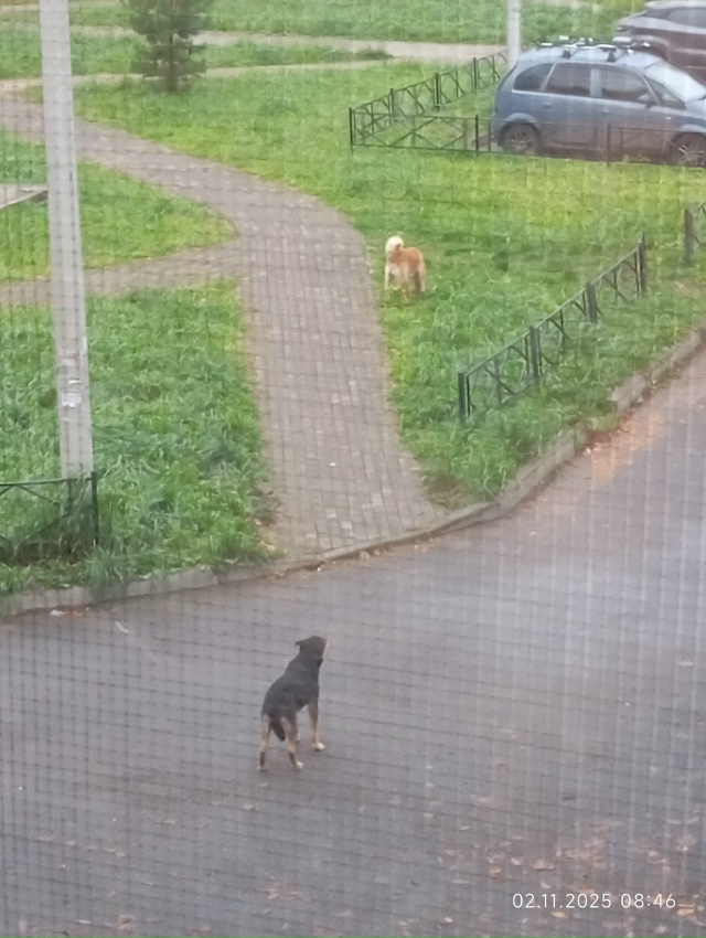 Чьи? С утра не выйти.вечером та же картина.У нас существ...