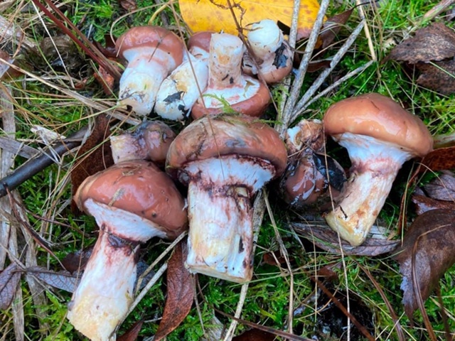 В лесах возле деревни Давыдово можно набрать маслят.
Л...