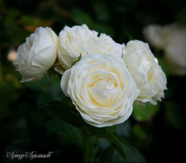 Петергоф. Сад Фермерского дворца. Лето-2025.
Фото и комм...