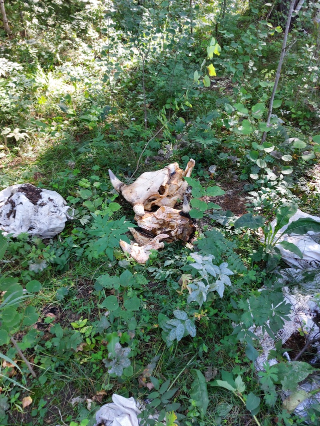 Сегодня утром собираем грибы в лесу. Наткнулись на так?...