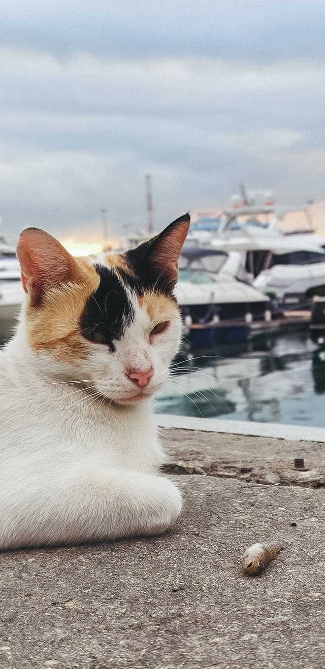 Хорошо тому, кто я 🐾