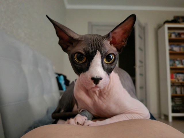 Кот Гермес.