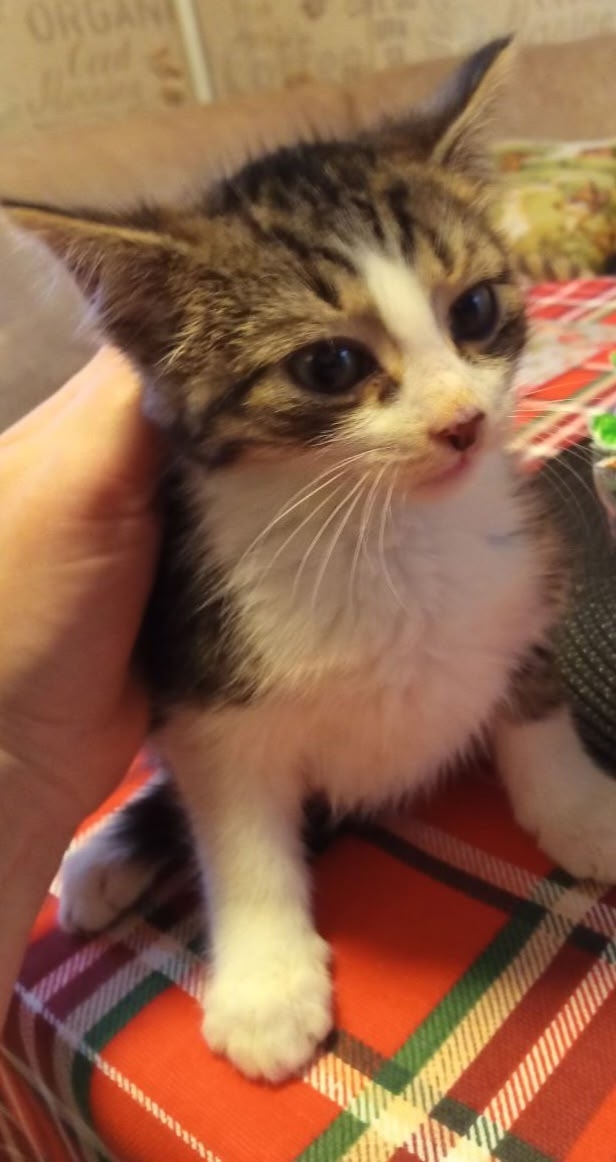 Обнаружили в гараже кошек.Их много.Взяли пока из больш?...