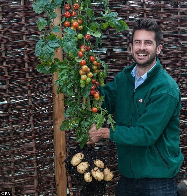 Существует растение под названием «помидофель» - это г...