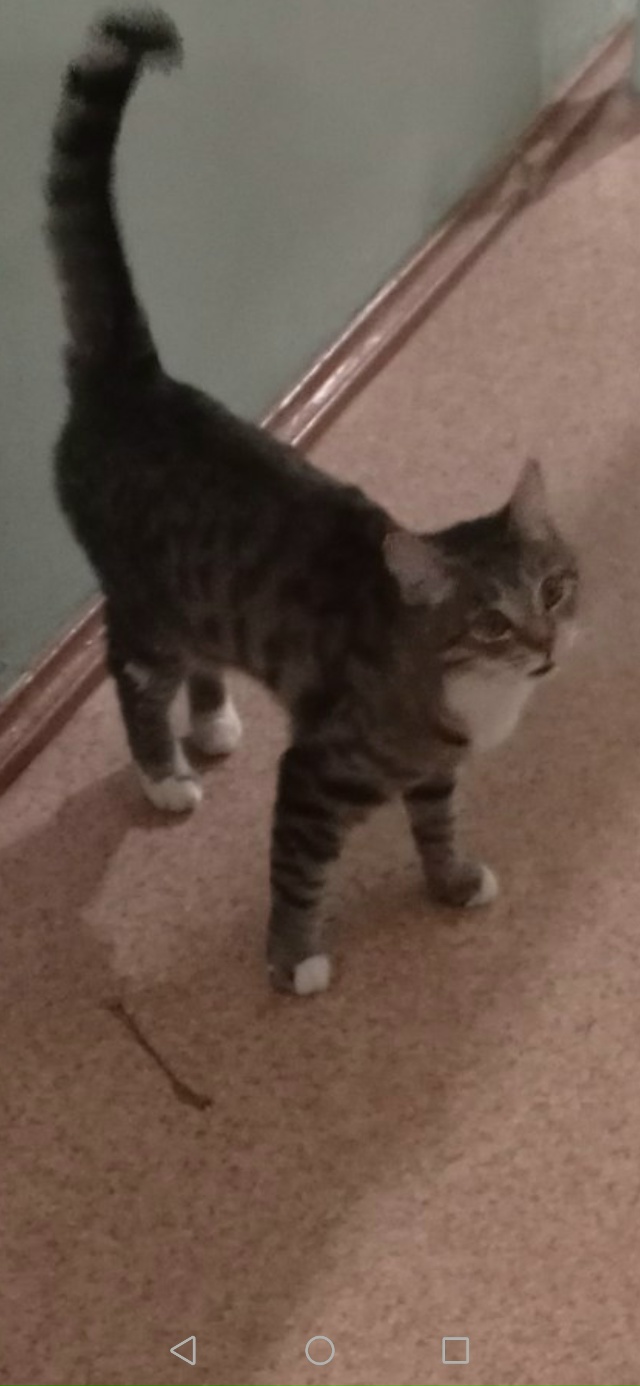 Найдена кошечка в 4 мкр. Ухоженная, чистая, видно что до?...