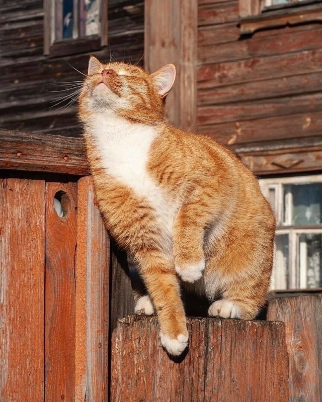 Красота деревенских котиков ❤️