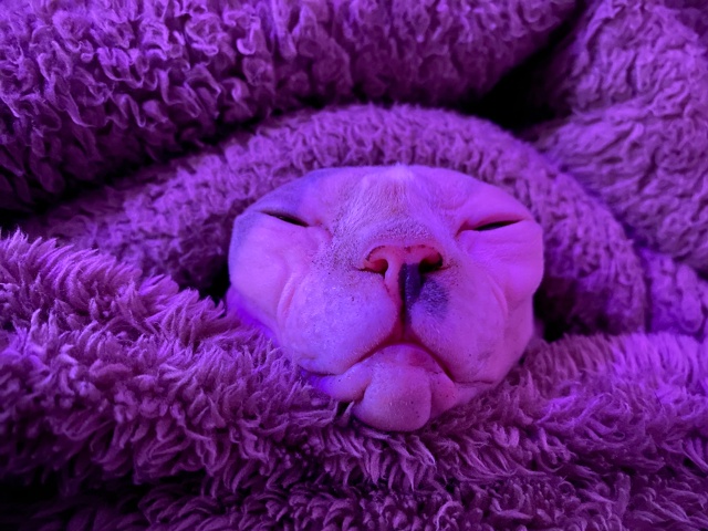 Джой, правда она не всратая, но очень милая!