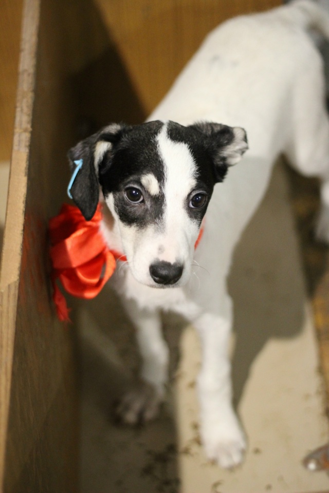 Вот такие звёздочки четверолапые Две сестрички Герда ...