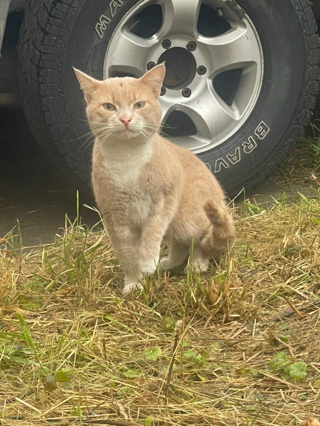 К кормушке для бездомных котов стал приходить вот тако...