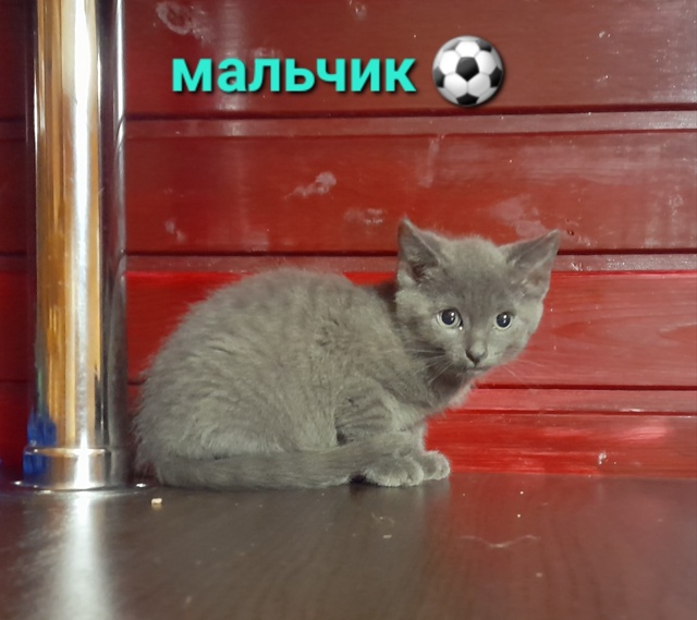 😽 КОТЯТА ЖДУТ СВОИХ ХОЗЯЕВ❗️
Одинокие пока...
Где ты, ?...