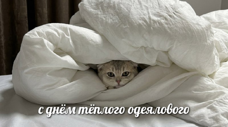 Сегодня отмечается День тёплого одеяла
В этот праздник можно весь день провести в тёплой кровати,