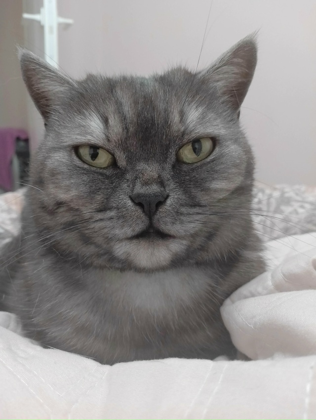 Скидывайте своих кисок в комментарии 😊