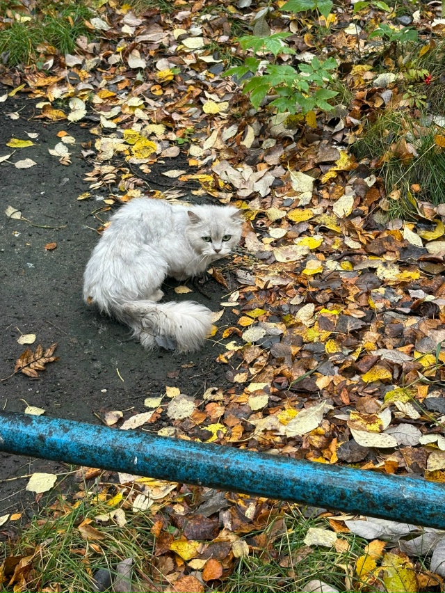 Никто котика не терял?
Видно что домашний.
Ленинградск...