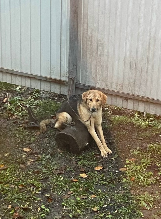 Кто потерял собаку ? Найдена мкр слобода. Хозяин отзов...