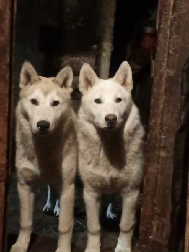 Нужна передержка , помощь в вольере в черте города или ?...