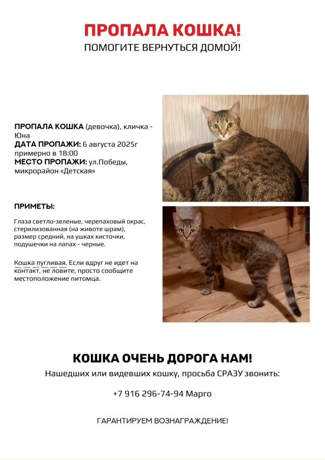 Вчера, в районе детской пропала кошка, очень дорогая на...