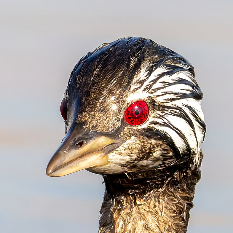 В Южной Америке нашли птицу с Шаринганом
Зовут её белохохлая поганка. Её главная фишка — ярко-красн