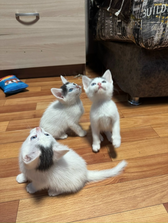 Ищут любящих хозяев котята. Были найдены на улице, куша...