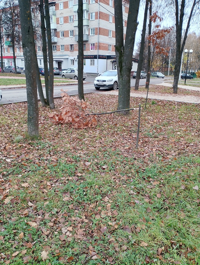😡 Какой-то вандал
Спилил молодые деревца березы и дуб...