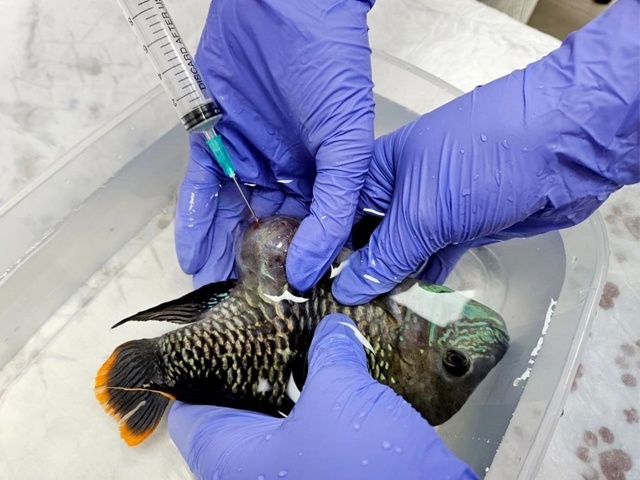 🐠 Российские ветеринары впервые сделали УЗИ рыбе
Спе...