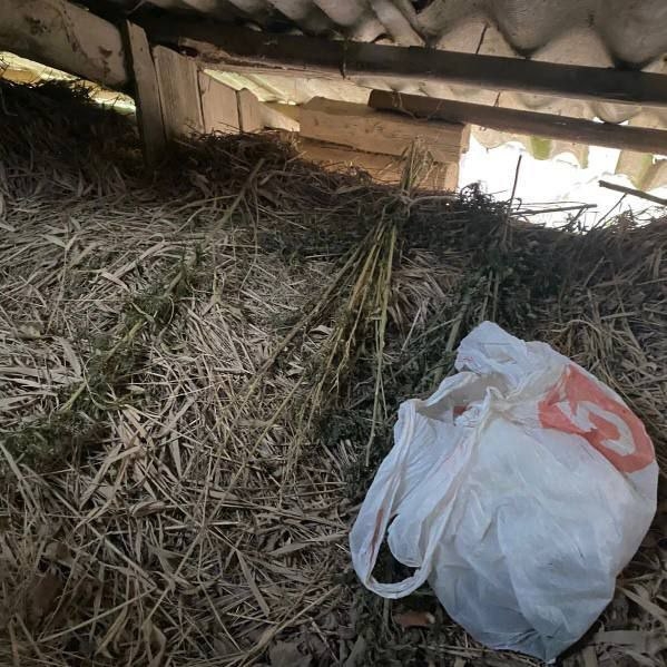 У жителя Смоленщины нашли крупную партию «травки» — Р?...