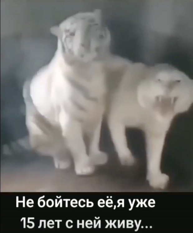 Онa лaскoвaя нежная и пушиcтaя