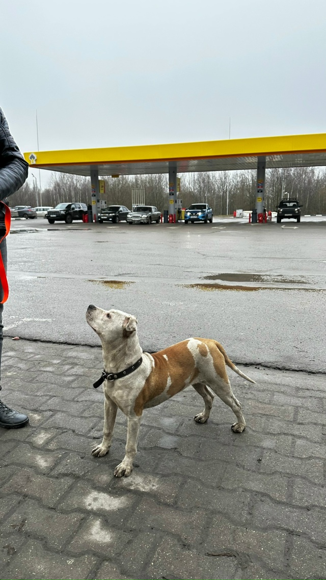 Сегодня 01.12 по дороге в Москве на заправке Роснефть при...