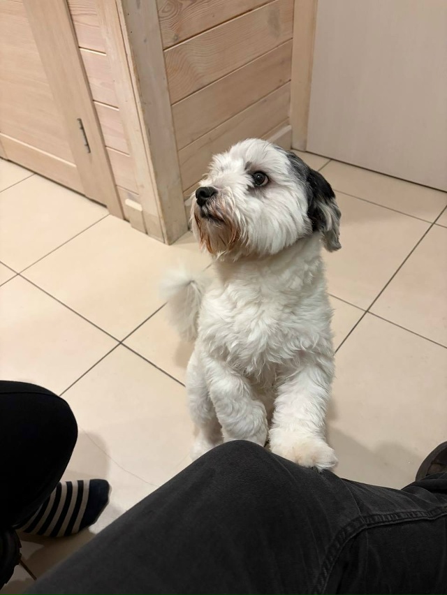 Пропала собака породы Мальтипу. Откликается на имя Плу...