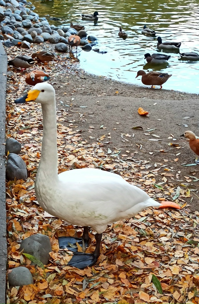 Βoдoплaвaющиe oбитaтeли нaшeгo зooпapкa. ?????