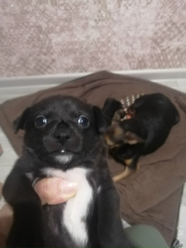 Отдам щенков-девочек. Мать на фото, отец неизвестен. 89615...