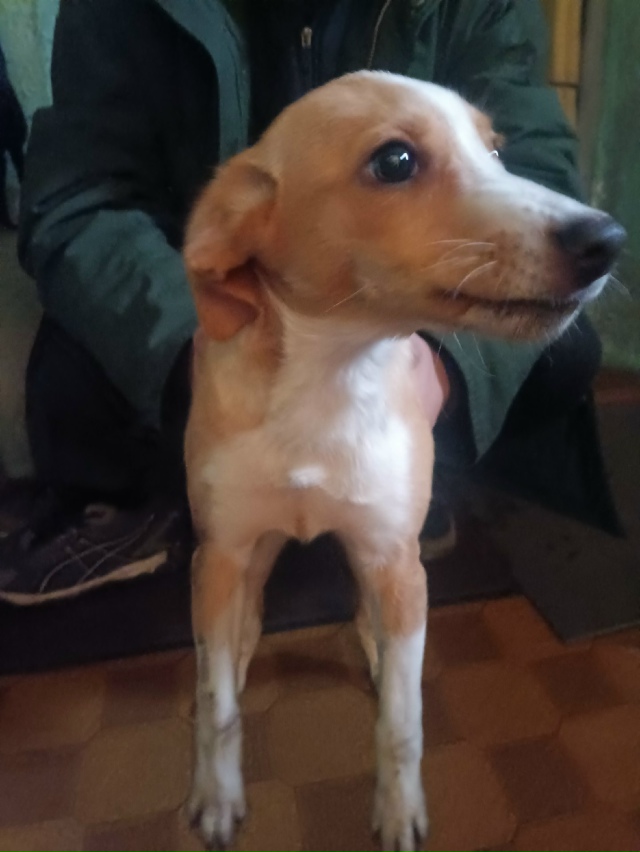 Пост для ваших животных в комменты отдам приму нашли п?...