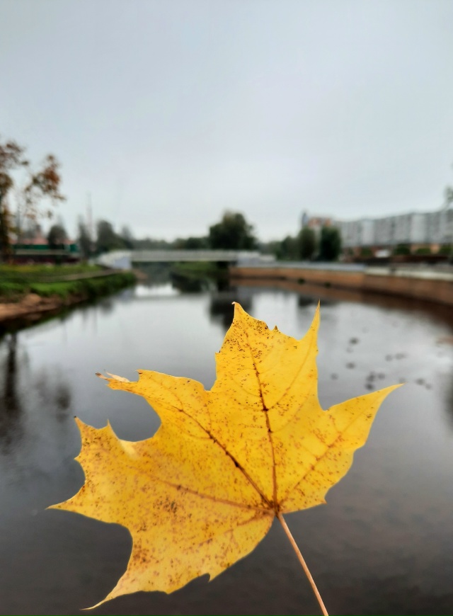 Туманное утро🍁