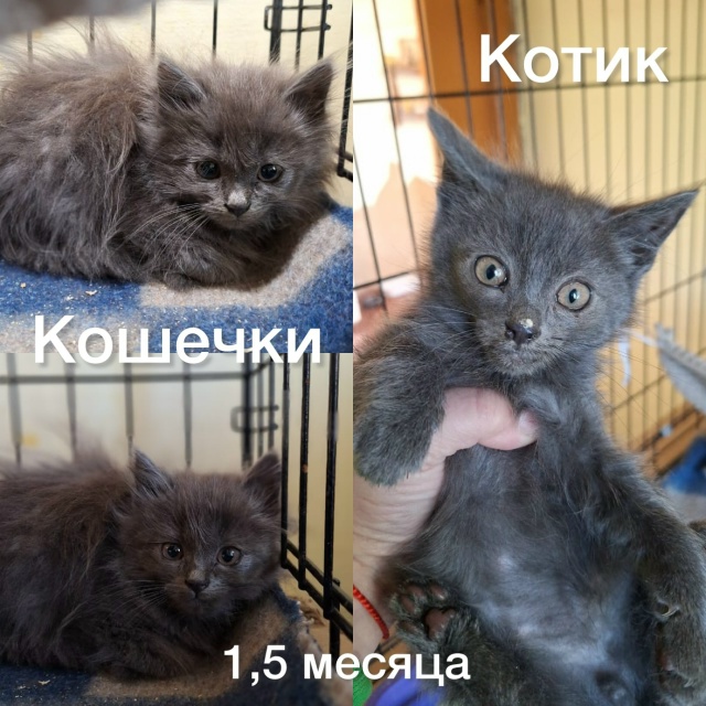 К ПРОЧТЕНИЮ КАЖДОМУ ЖИТЕЛЮ НАШЕГО ГОРОДА‼️
Забота о ?...