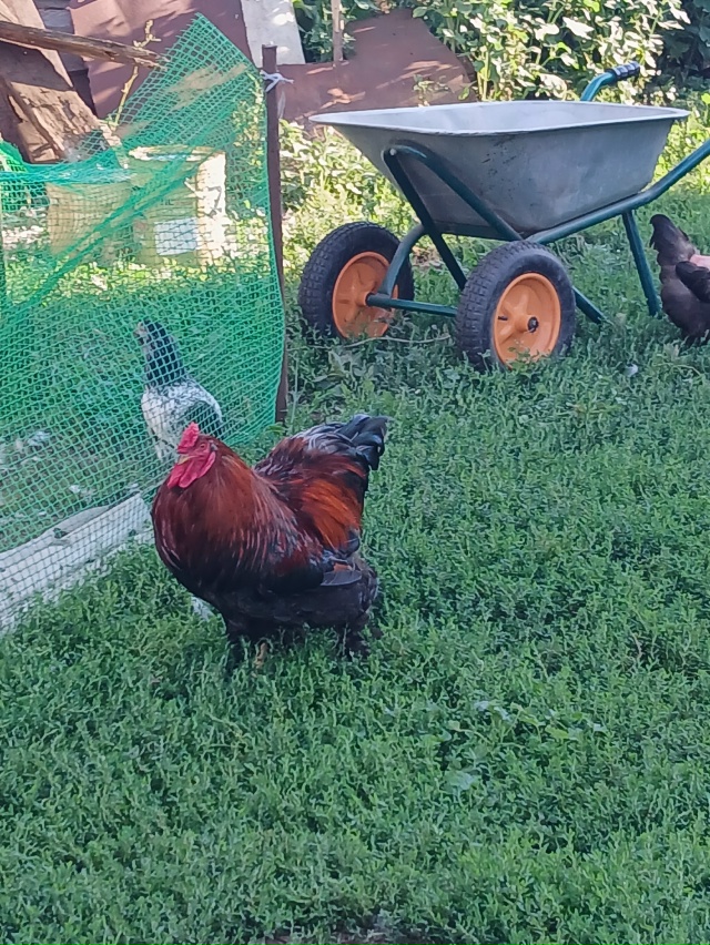 Продам племенного козла 🐐 Нубийской породы. И петуха ?...