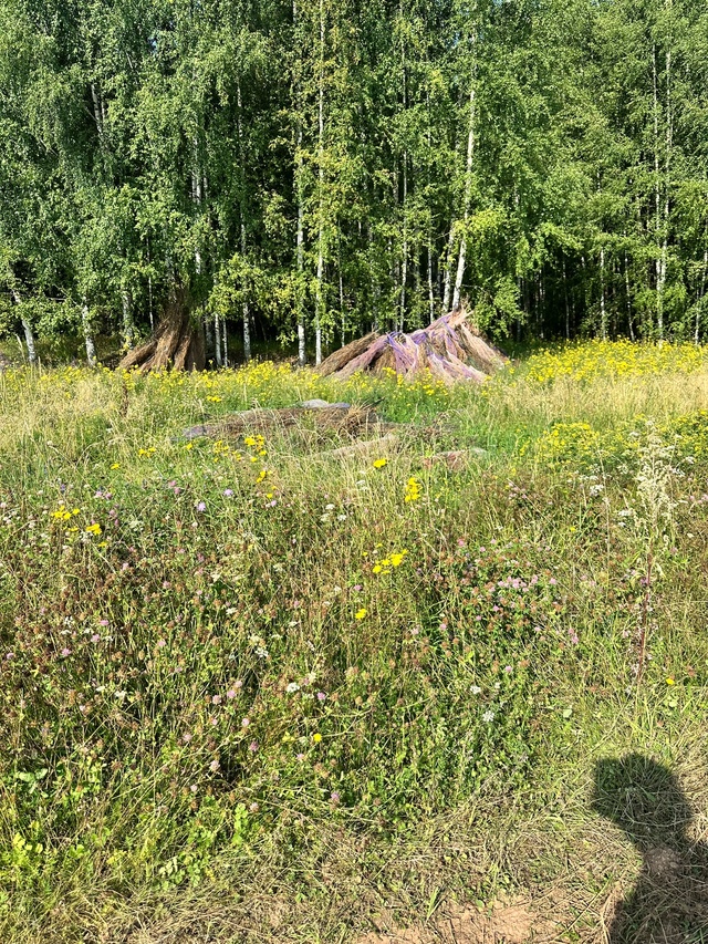 В деревне Нововознесенск после заготвщиков новогодни?...