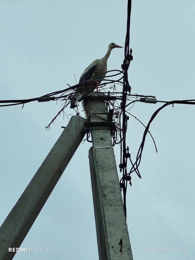 🦢⚡ Аист пытается выжить на ЛЭП в Острове — местные пр...