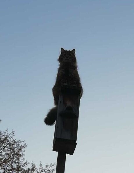 Кот-риэлтор! Сдает скворечник в аренду)