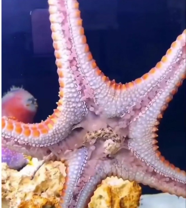 Морские звёзды — одни из самых удивительных и загадоч?...