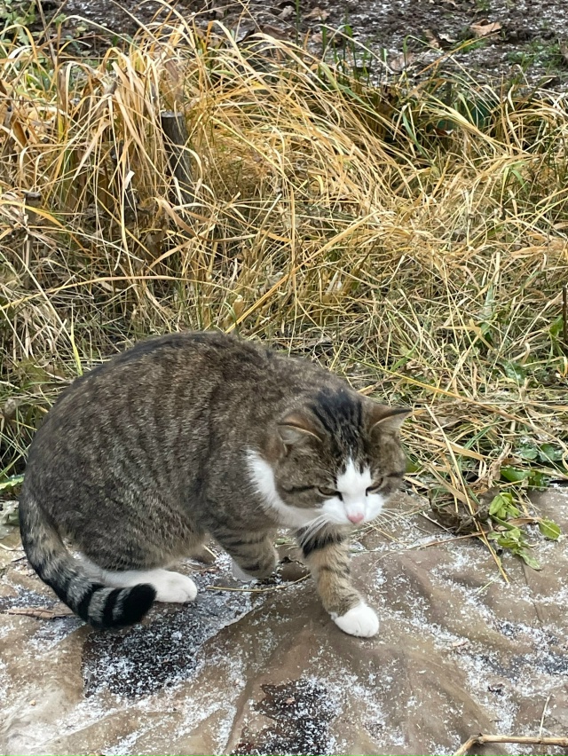 Кто потерял? Бегает в пятом садоводстве