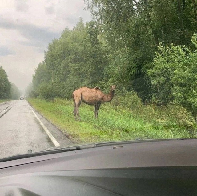 В Подмосковье настолько жарко, что появились верблюды ...