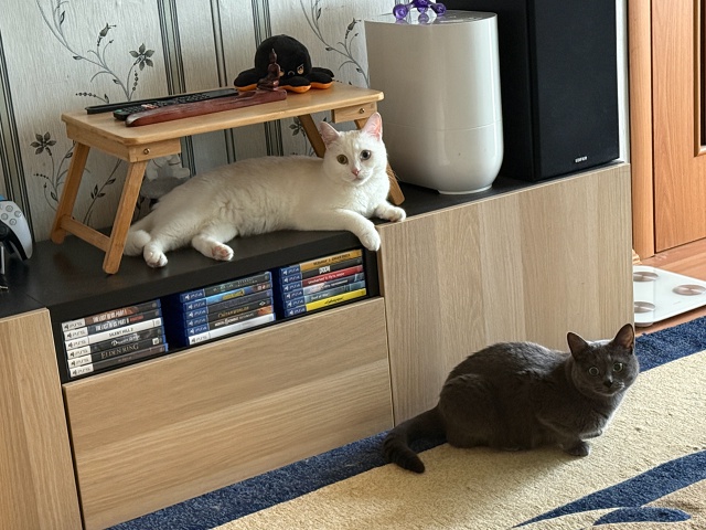 Недоумевают побляцки
#КотМихаил
#КошкаСветлана