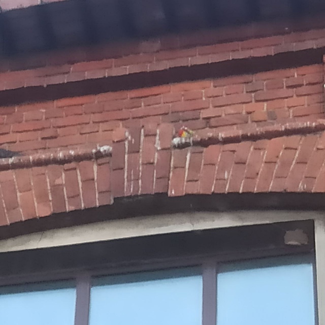 Попугай всё ещё бомж. Замечен на фасаде первой гимнази?...