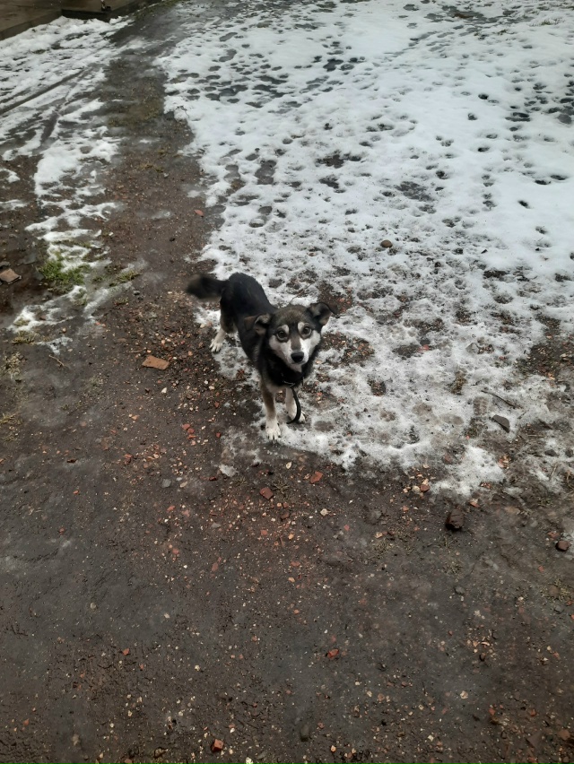 Чей пёсик? Находится на ул.Энгельса. Ужасно худой,с оше?...