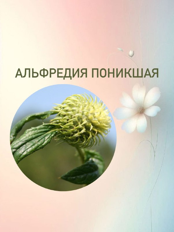 Дурман вонючий, тетрасперма, кровохлёбка
Эксперт по цветоводству сделала подборку растений, которым
